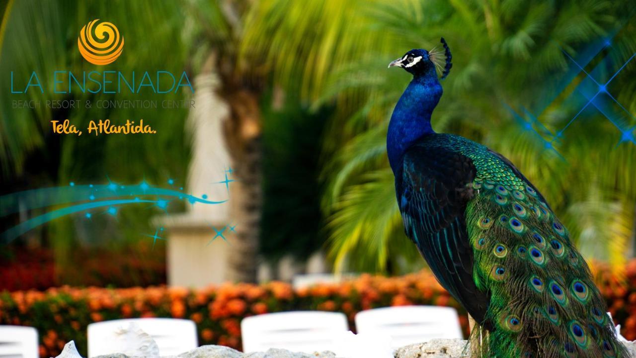 La Ensenada Beach Resort Tela Eksteriør bilde